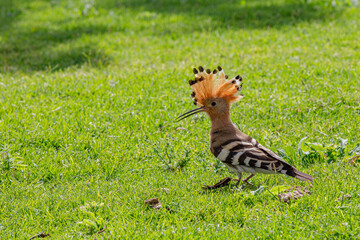 Hoopoe bird in a green meadow © AlexTow