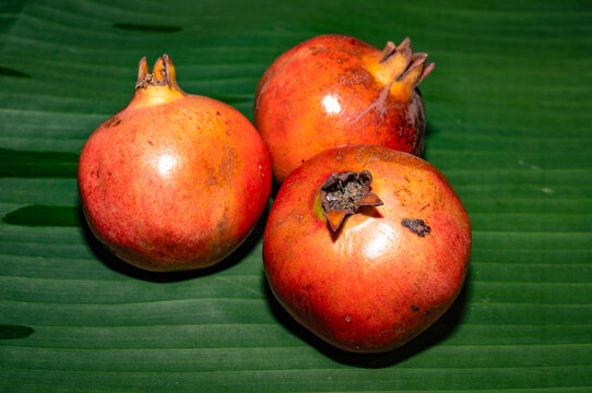 Here, a fresh pomegranate (Punica granatum) also known as Anar fruit in India, picked from the garden, is being cut on a banana leaf. The natural compounds formed after consuming, good for the heart.