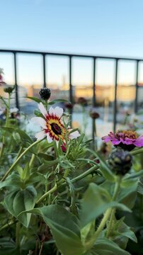 Balcony Flowers Blooming Above a Sunlit City Waterfront
