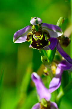 Bienen-Ragwurz // Orqu&iacute;dea abeja // Bee orchid (Ophrys apifera) - Embalse del Ebro, Burgos, Spanien