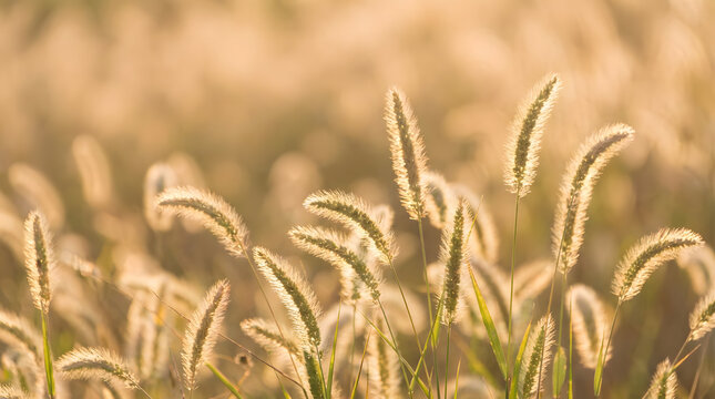 Close up of golden foxtail grass seed heads glowing softly in warm sunlight during a serene late afternoon field scene