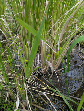 水を張った畑で育つマコモ 株元がふくらむマコモダケの収穫期 長野県の自然栽培の畑