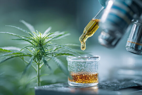 Cannabis oil extraction in a laboratory setting with a hemp plant