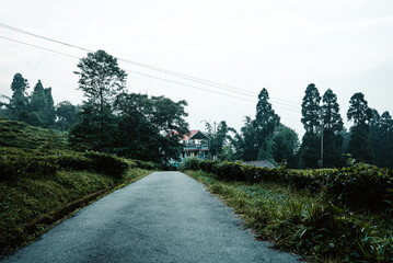 Lush green tea garden and misty waterfall in Darjeeling, West Bengal, India. Scenic Himalayan hill station landscape, perfect for tourism, travel and nature themes. West Bengal tourism spot. © Sanket Mishra