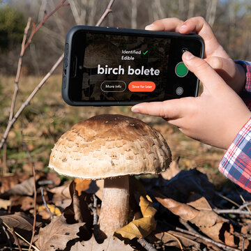 mushrooms in the forest,mushroom, forest, nature, summer, plant, wood, brown, food, grass, autumn, woods, season, boletus edulis, moss, edible, fungus, natural, edulis, cep, mushrooms, boletus, fungi,