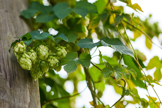 Green hop cones growing on a hop plant with lush foliage