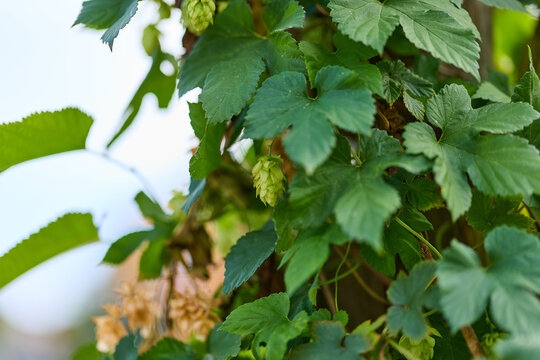 Green hop cones growing on a hop plant among lush leaves