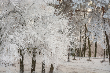 Stunning winter landscape with snow-covered trees and heavy frost in a cold forest © dizfoto1973