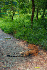 Leopard resting on the ground beneath lush green vegetation at Bengal Safari Park. The photograph captures the big cat's distinctive spotted coat, alert expression. © Sanket Mishra