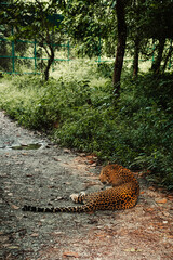 Leopard resting on the ground beneath lush green vegetation at Bengal Safari Park. The photograph captures the big cat's distinctive spotted coat, alert expression. © Sanket Mishra