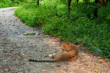 Leopard resting on the ground beneath lush green vegetation at Bengal Safari Park. The photograph captures the big cat's distinctive spotted coat, alert expression. © Sanket Mishra