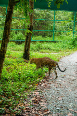 Leopard resting on the ground beneath lush green vegetation at Bengal Safari Park. The photograph captures the big cat's distinctive spotted coat, alert expression. © Sanket Mishra