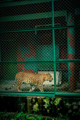 Leopard resting on the ground beneath lush green vegetation at Bengal Safari Park. The photograph captures the big cat's distinctive spotted coat, alert expression. © Sanket Mishra