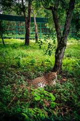 Leopard resting on the ground beneath lush green vegetation at Bengal Safari Park. The photograph captures the big cat's distinctive spotted coat, alert expression. © Sanket Mishra
