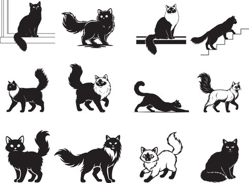 Birman Design Decorative