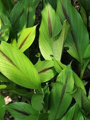 Vibrant turmeric leaves feature unique dark midrib patterns and lush green textures, captured in bright sunlight. © tokanrinto_