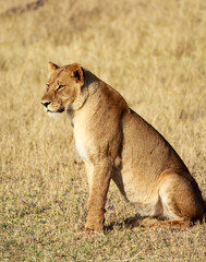 Portrait view of a very healthy looking Lioness sitting on the dry yellow plains in Hwange National Park, Zimbabwe © paula