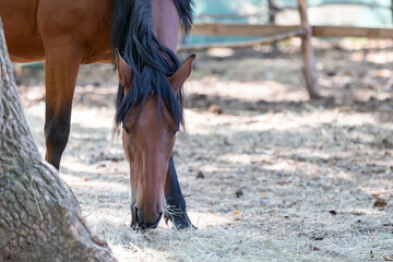 Brown horse with black mane lowers head to eat dry hay in sunlit paddock, tree trunk in foreground and wooden fence behind. Calm farm scene with copy space for equestrian, ranch and animal care ads © Сергей Байбак