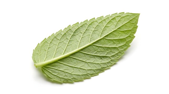 Macro Studio Shot of a Single Green Mint Leaf Isolated on White