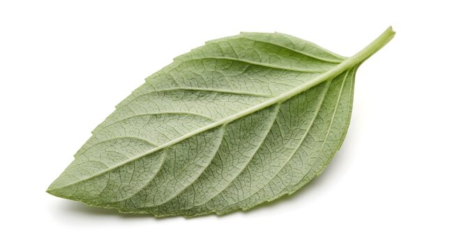 Macro Photorealistic Fresh Basil Leaf Isolated on White