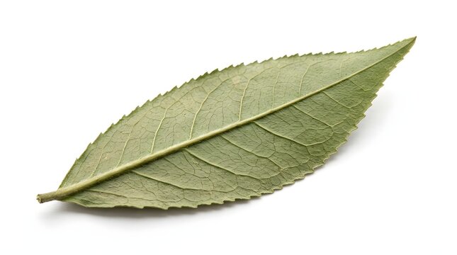 Macro Photography of a Single Green Tea Leaf Isolated on White