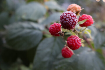 Ripe red raspberries on a branch with green leaves and copy space on blurred background © Carl