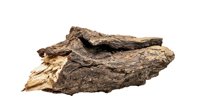 Rough textured piece of broken tree bark with exposed splintered wood grain