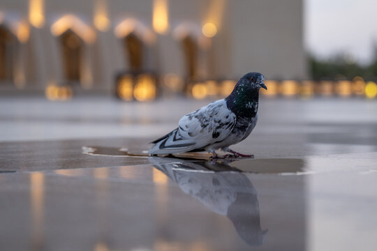 Doha Qatar 19 April 2025: An artistic low-angle shot featuring a feral pigeon standing by a small water puddle, creating a beautiful mirror reflection on the polished marble floor of the Imam Muhammad