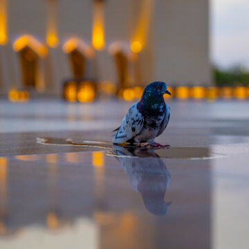 Doha Qatar 19 April 2025: An artistic low-angle shot featuring a feral pigeon standing by a small water puddle, creating a beautiful mirror reflection on the polished marble floor of the Imam Muhammad