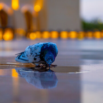 Doha Qatar 19 April 2025: An artistic low-angle shot featuring a feral pigeon standing by a small water puddle, creating a beautiful mirror reflection on the polished marble floor of the Imam Muhammad