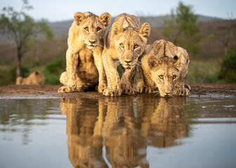Three young African lions drinking together with reflections © fsanchex