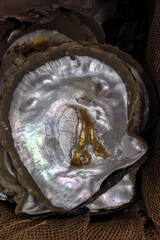 Interior Pinctada maxima, South Sea pearl oyster shell, showing iridescent mother of pearl lining that form commercial luxury jewelry. Travel, tourism, pearling industry, Broome, Western Australia © BJP7images