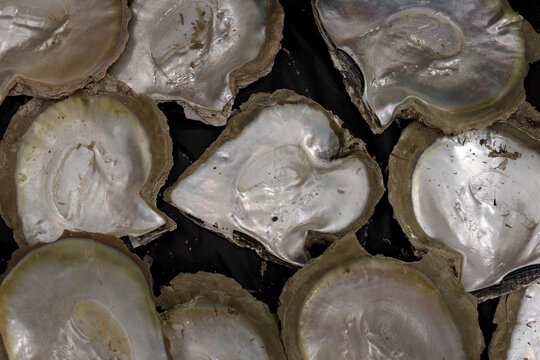 Collection of Pinctada maxima, South Sea pearl oyster shells. Shimmering nacre, representing commercial luxury jewelry, travel, and tourism pearling industry in Broome, Western Australia
