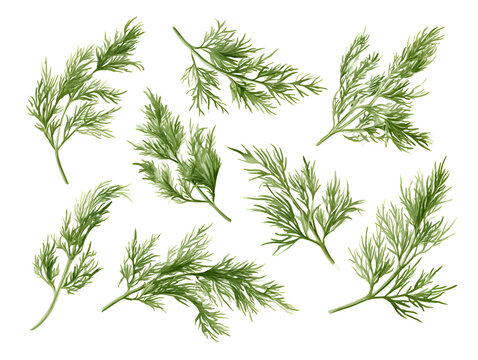 Collection of fresh dill sprigs on transparent background