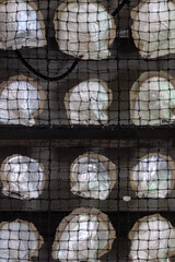 Pinctada maxima, South Sea pearl oyster shells displayed in mesh panel. Highlighting commercial luxury jewelry, travel, and tourism pearling industry of Broome, Western Australia © BJP7images