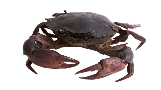 Dark brown mud crab with large sharp claws and hard shell