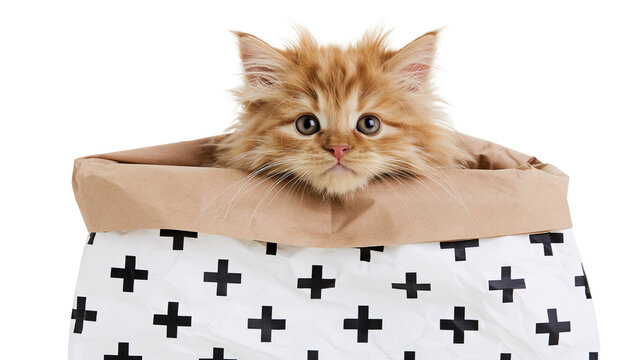 Fluffy ginger kitten peeking out from a paper storage bag with black plus signs