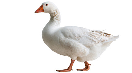 White domestic goose with orange beak and webbed feet standing in profile © Zuzana