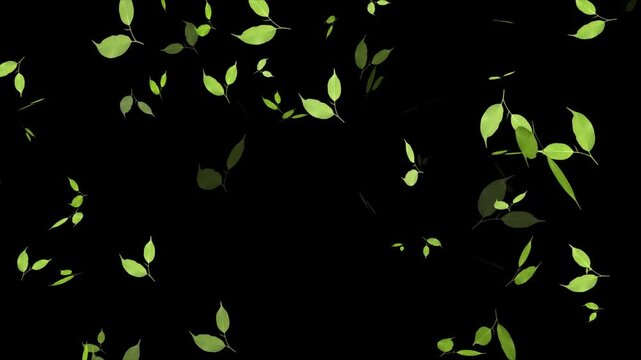 Realistic green leaf fall animation. Autumn spring season leaves fall background.  natural leaves 4k loopable overlay alpha channel.  3d rendering. Maple green leaf falling background.