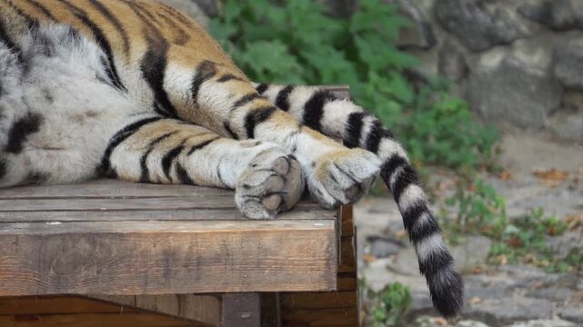 A tiger's tail at the zoo