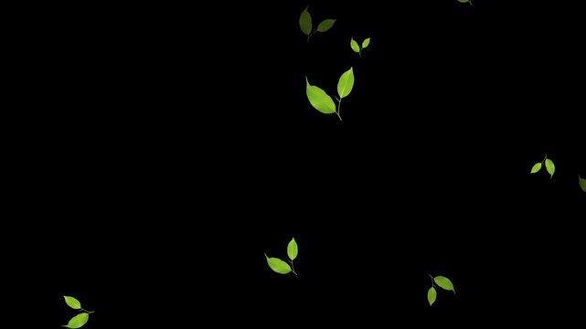 Leaves falling animation on black screen background 4k.  falling green leaves on alpha channel, 4k loopable overlay. natural green leaf falling, Green leaves are flying in slow motion.