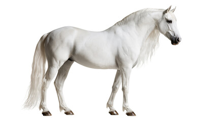 Majestic white Andalusian horse standing in profile with long flowing mane © Maiken