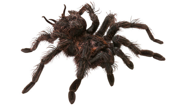 Large hairy dark brown tarantula spider with long legs