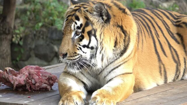 a tiger in the zoo