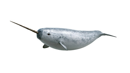 Narwhal with long spiraled tusk swimming in profile view © Senne