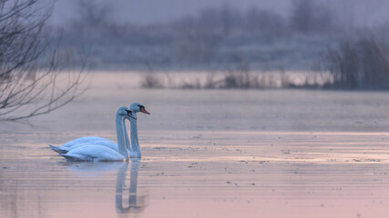 Two white swans swim close together on a calm, misty lake during a soft, pastel-colored sunrise, creating a serene reflection. © Александр Арендарь