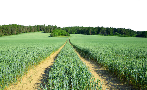 Rural road in the wheat field isolated on a transparent PNG background.