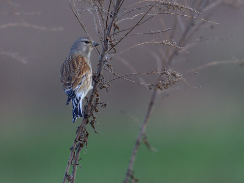 Eurasian linnet perched on the grsass