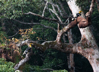Two great hornbills perched on a large forest tree.A pair of majestic wild great hornbill birds perched on massive branches of an ancient tree in Khao Yai National Park, Thailand. © tonyram2