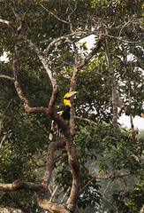 Great hornbill perched high on a tropical tree.A majestic wild great hornbill bird perched among green leaves on a tree branch in Khao Yai National Park, Thailand. © tonyram2